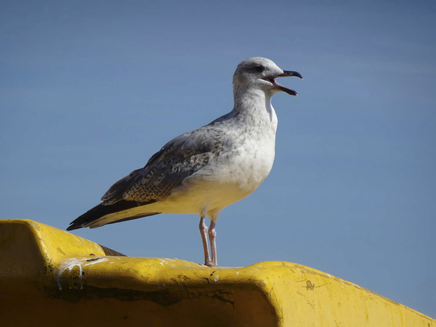 Gull